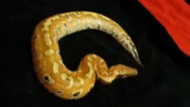 Sumatran Red Blood Python смотреть онлайн