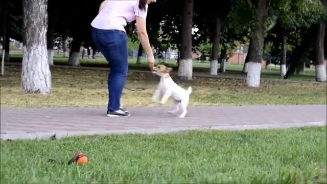 Джек рассел терьер девочка Лакшери штерн ЛАНЕСТА ПОДАРОК СУДЬБЫ 14072017 смотреть онлайн