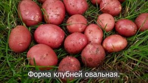 Сорт картофеля Алуэт. Potato seeds Alouette.