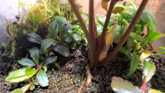 Cryptocoryne Pontederiifolia 'red Lips' Inflorescense