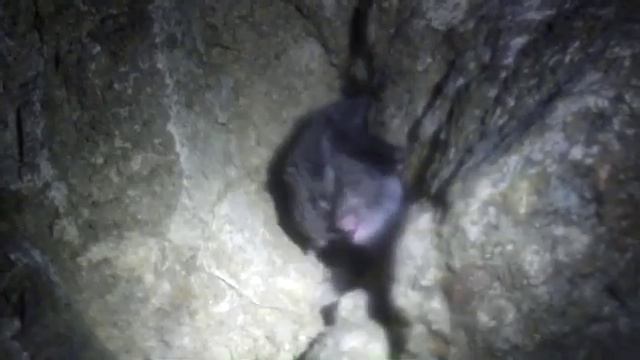 Как летучие мышки размножаются