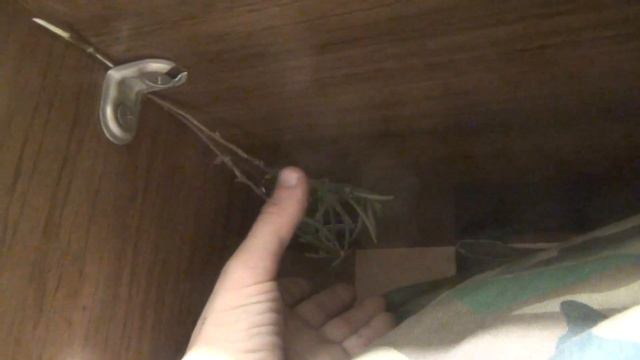 Багульник изгонит клопов тараканов моль комаров комары запах в туалете лекарственные растения смотреть онлайн