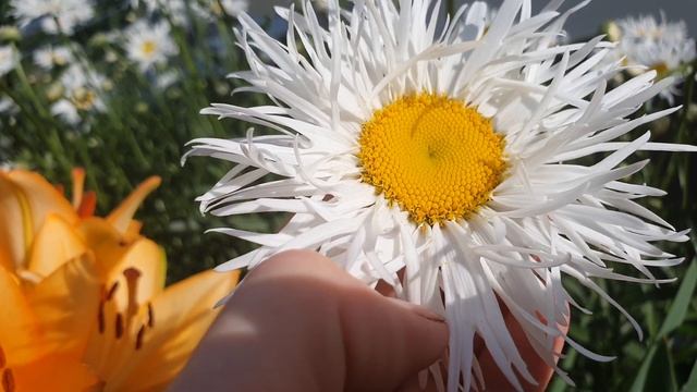 Цветут макси-ромашки или игольчатый нивяник / Maxi daisies or needle daisy bloom смотреть онлайн