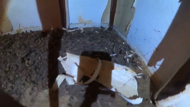 ONE OF OUR NASTIEST JOBS EVER!! (trigger warning) смотреть онлайн