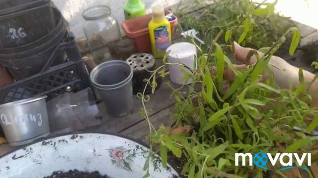 Цветочные хлопоты. Часть 1.Пересаживаю лаванду#лаванда. смотреть онлайн