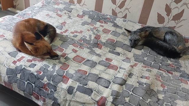 Домашняя лиса. Режим дня смотреть онлайн