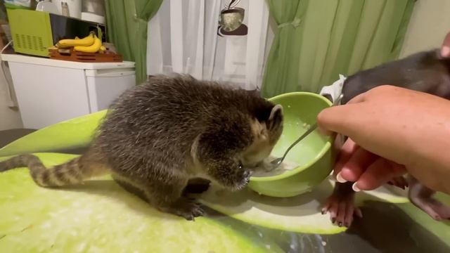 И СНОВА ВЕСЕЛУХА! Люся и носушонок ПРОБУЮТ РАКОВ! смотреть онлайн