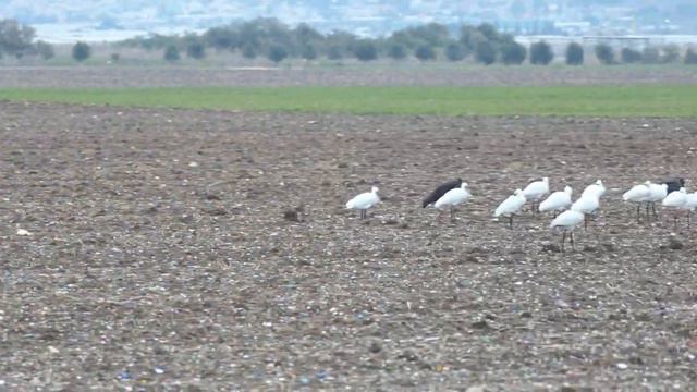 АРЧИ ПТИЦЫ В ПОЛЕ