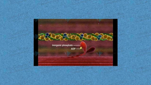 FISIOLOGÍA MUSCULOESQUELÉTICO смотреть онлайн