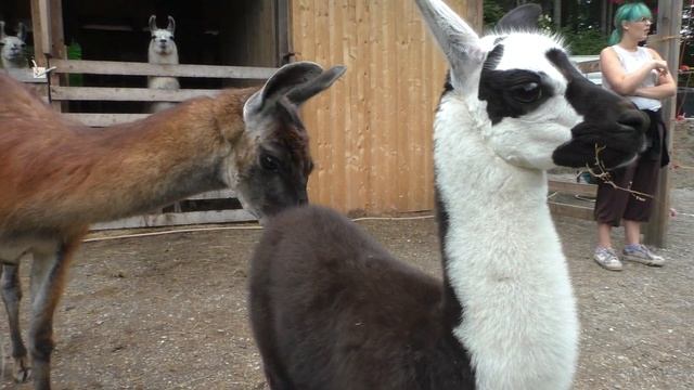Прогулка с ламой на поводке! смотреть онлайн