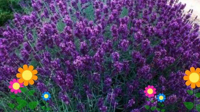 Лаванда узколистная Хидкот (Hidcote). Краткий обзор, описание характеристик, где купить саженцы