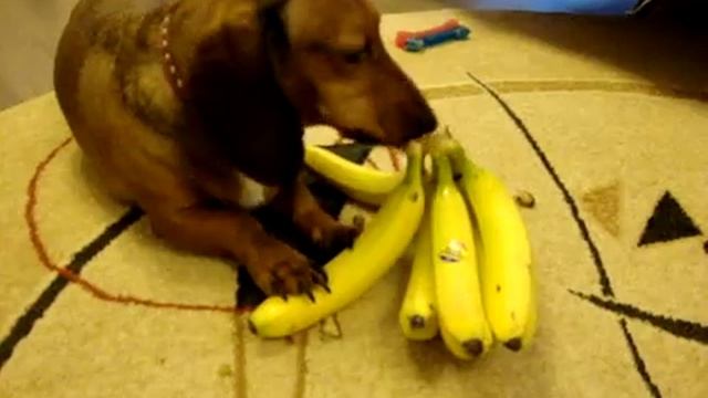 Такса и бананы смотреть онлайн