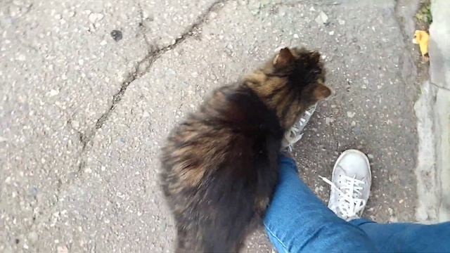Каково быть котом без хвоста? ?? смотреть онлайн