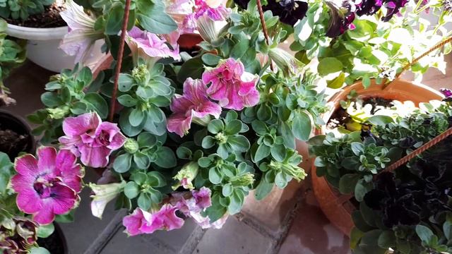 Новинки! Тумбелина Суперстар и Дарсей Роза!