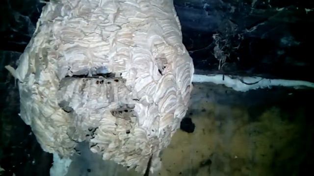 На пасике гнездо шершней смотреть онлайн