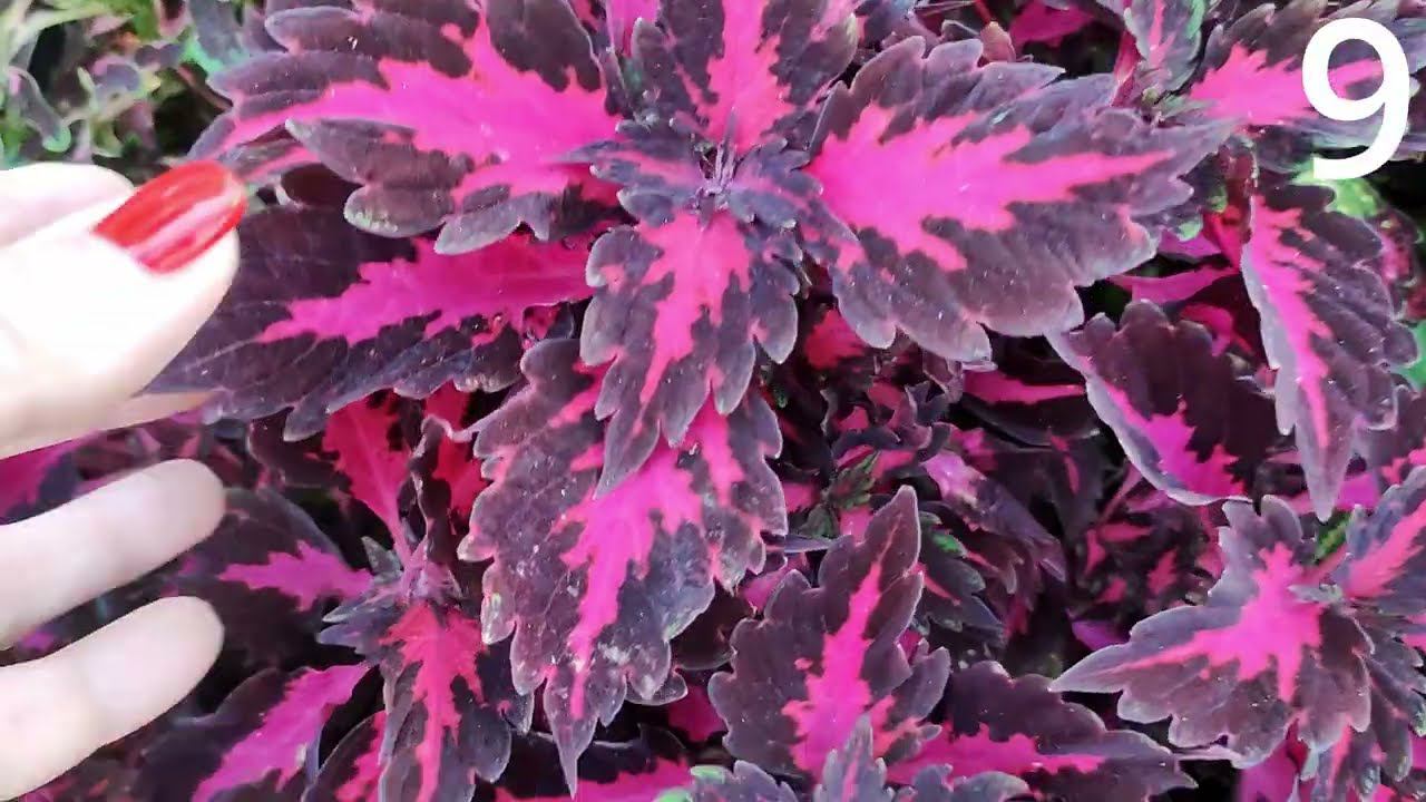 Продажа колеусов (срезов) в июле. Видео каталог с описанием сортов. Прием заказов открыт. смотреть онлайн