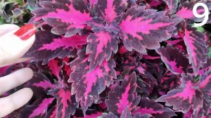 Продажа колеусов (срезов)  в июле. Видео каталог с описанием сортов. Прием заказов открыт.