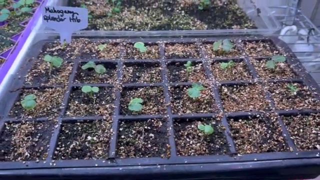 Mahogany Splendor Hibiscus Germination