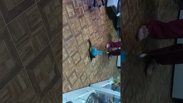 Общительный хорек в нашем зоомагазине Вита смотреть онлайн