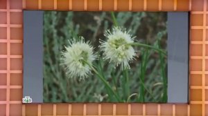 Своя игра. Грановская - Семушин - Зайдельман (19.05.2019)