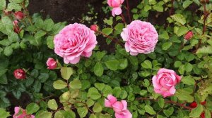 Обзор и сравнение розы Боскобель с другими сортами Д.Остина ярко-розового цвета.