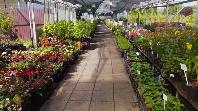 Садовый центр в Никитском. Начало цветения роз. смотреть онлайн