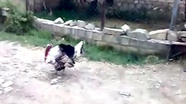 индюк и тапочек смотреть онлайн