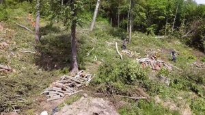 Сколько стоит чистка и вырубка участка