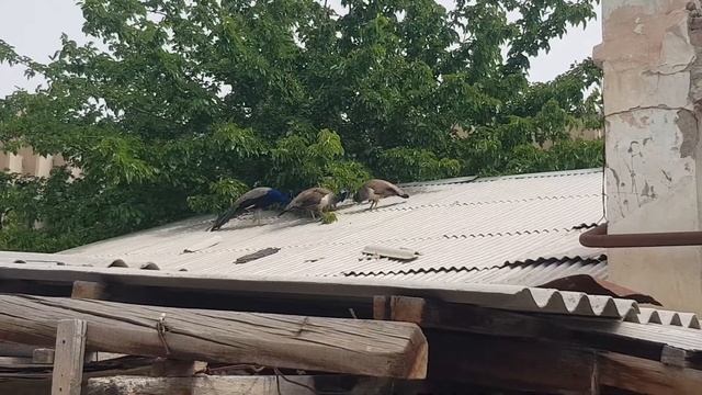 Индийский павлин - Indian peacock смотреть онлайн