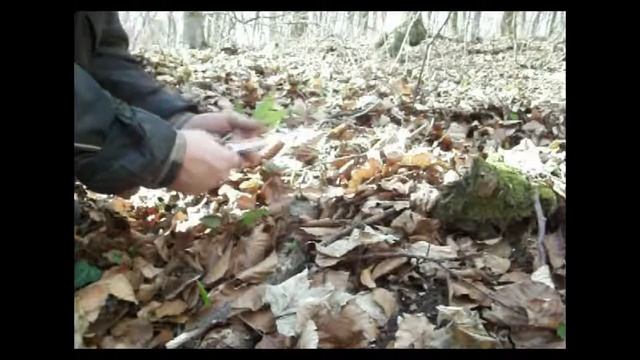 Черемша. Там где растет черемша. There Where The Ramson Grows.