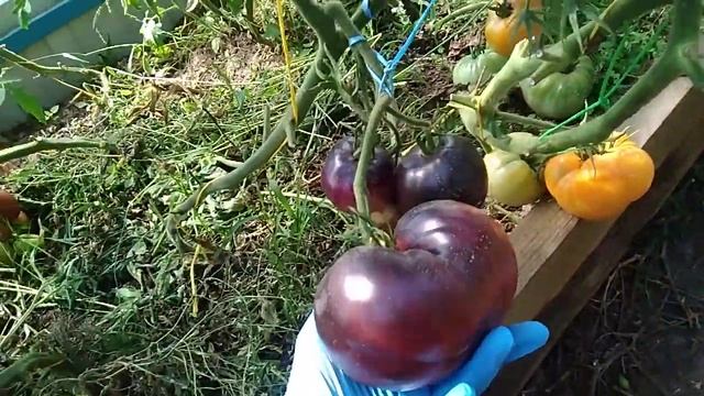 60 СОРТОВ ТОМАТОВ В ОДНОЙ ТЕПЛИЦЕ !!! НЕБОЛЬШОЙ ОБЗОР , НЕСКОЛЬКО СЛОВ О ЛЮБИМЧИКАХ !!! смотреть онлайн