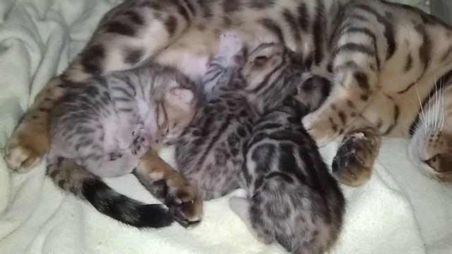 Бенгальские Котята 10 дней. смотреть онлайн