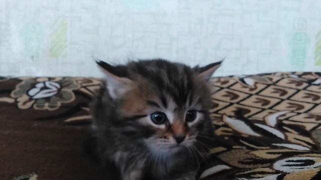 Суровый котенок метис - 1 месяц смотреть онлайн