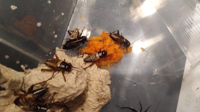 Сверчек двупятнистый Gryllus bimaculatus заселение смотреть онлайн