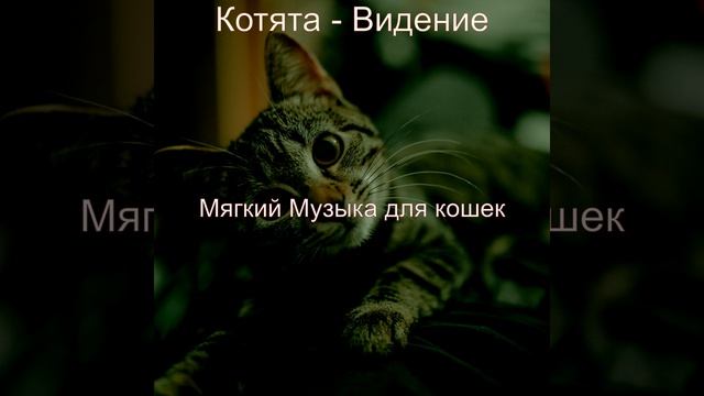 Созерцая (Милые кошки)