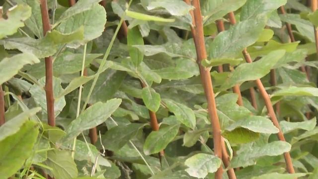 Douglas Spirea (Spiraea Douglasii), William L. Finley National Wildlife Refuge, Oregon, USA