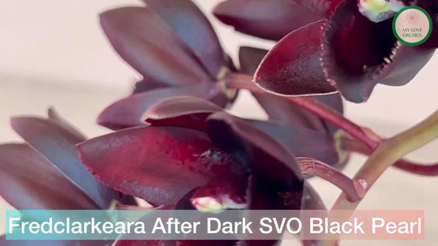 Fredclarkeara After Dark SVO Black Pearl смотреть онлайн