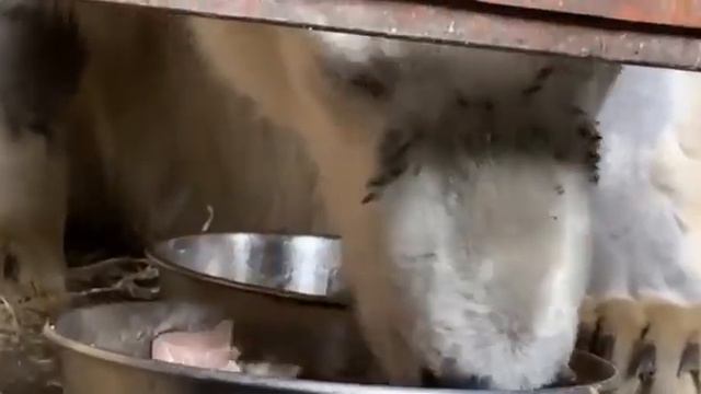 МедвеДь ДиКСОН🐻Bear Dixon🐻 смотреть онлайн