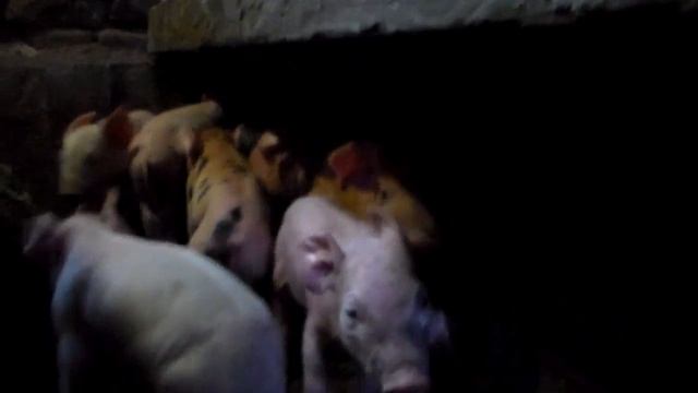 Опорос свиноматки 7 июня ,очень крупные поросята но всего 7 штук . смотреть онлайн