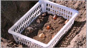 Как уберечь от мышей тюльпаны, лилии и другие луковичные