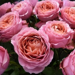 Роза Романтик Антик  ( Romantic Antike ) . Летние зарисовки..mp4