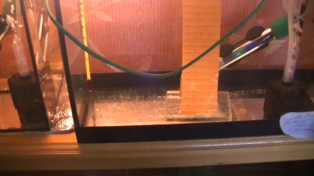 Новые пары Дискусов. Подготовка воды. Фильтрация в нерестовиках. смотреть онлайн