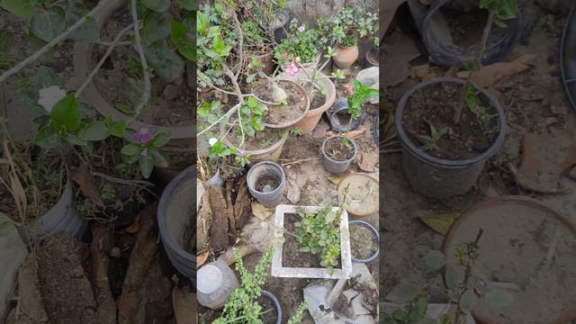 last year my garden view rose and adenium смотреть онлайн