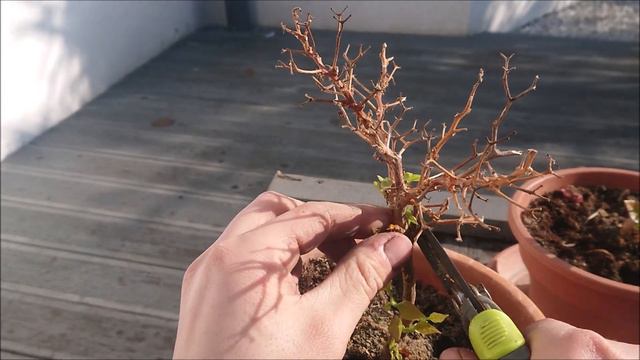 Bugenwilla, przycinanie i startowanie, wierzba płacząca. смотреть онлайн