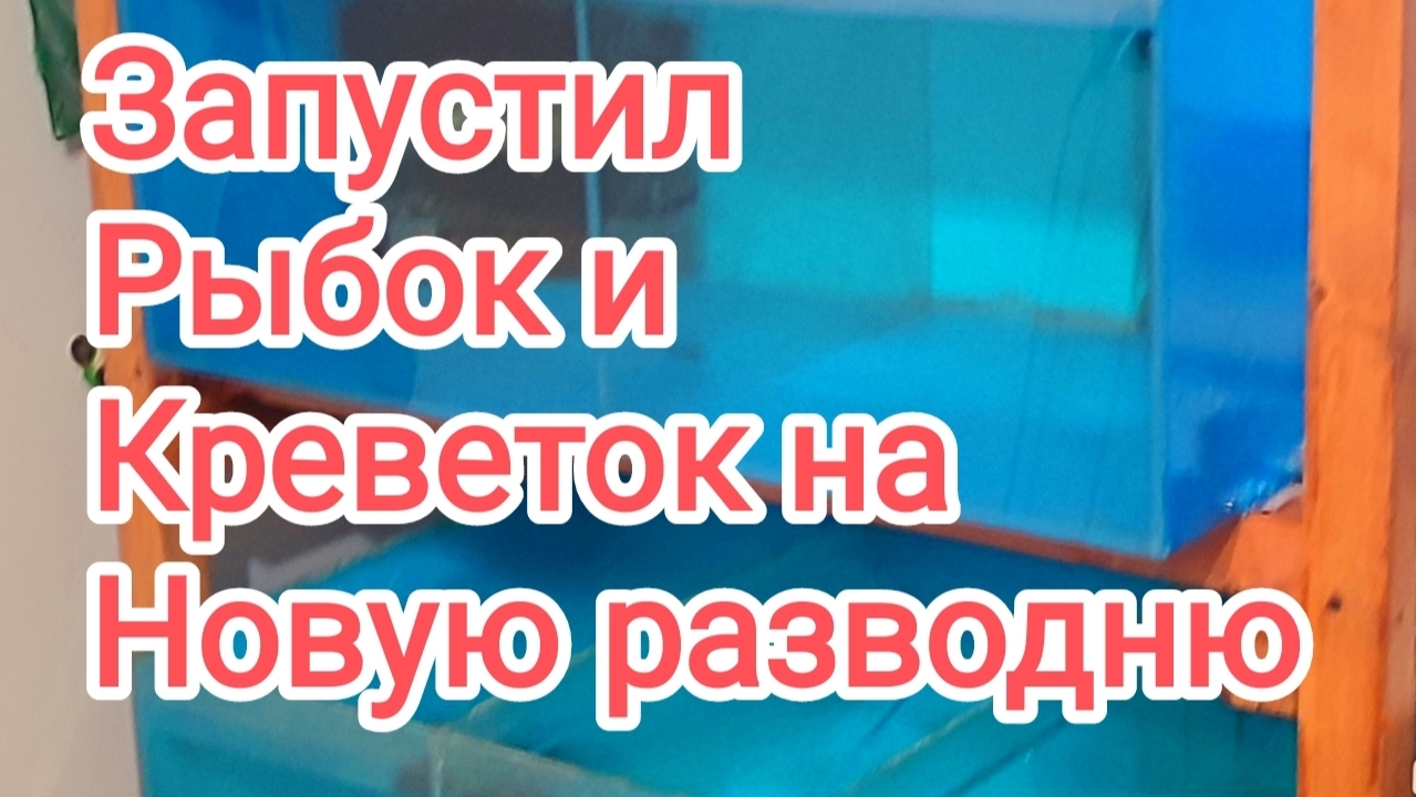 Запустил рыбок и креветок неокаредин на разводню смотреть онлайн
