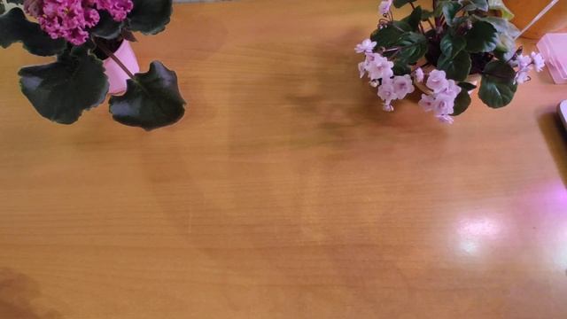 Фиалки. Первое цветение. ЛФ Дарья, Dn Рахат-лукум, Rob's Vanilla trail, Н Капелька. смотреть онлайн