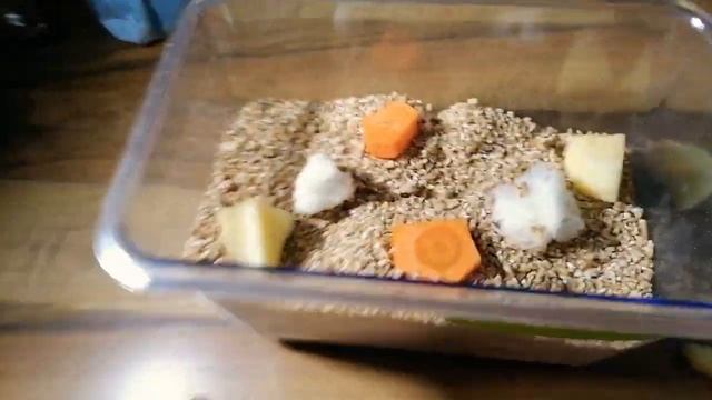 ?Кормление травоядных животных, и обзор своей коллекции? ?Экзотических животных ?️ смотреть онлайн