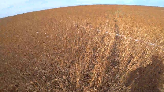 Охота на фазана с мр-155 Амурская область Дальний Восток