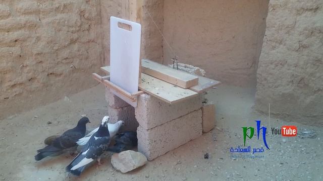 صيد الحمام والطيور بطوب الاسمنت / طريقة جميلة جدا ?? смотреть онлайн