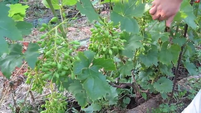 Опыление форм народного селекционера Вишневецкого Н.П. смотреть онлайн